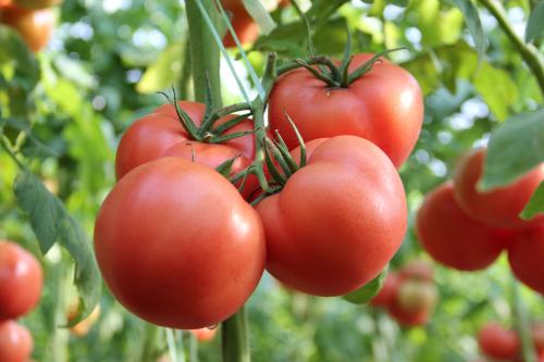 番茄怎么施肥，用什么肥料好？