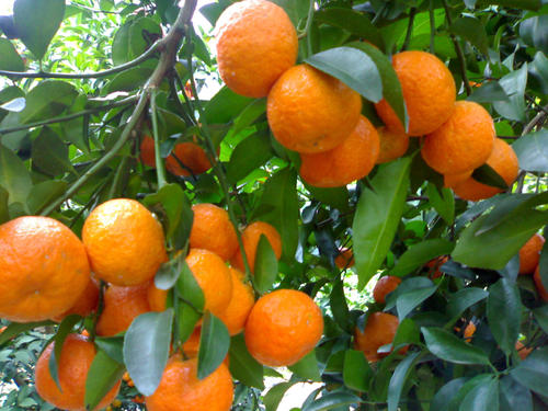 柑橘采收前落果是为什么？